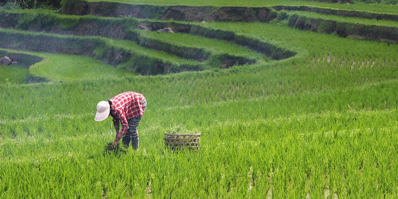 farm worker in grass field