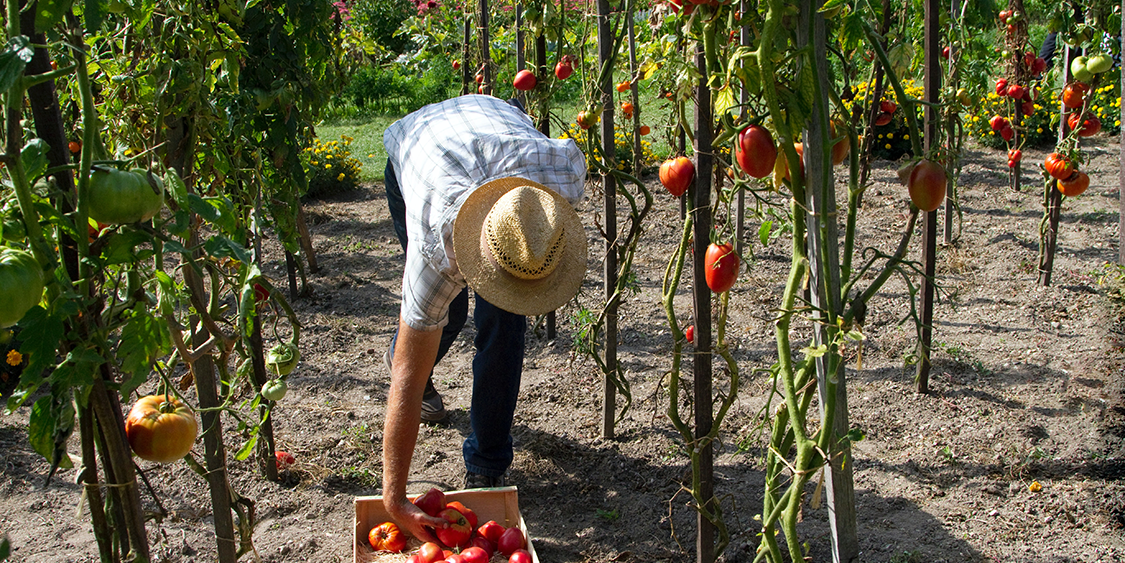 9 Ways Agriculture Workers Can Stay Safe While Doing Harvesting Work